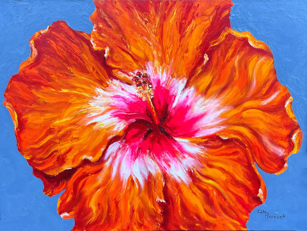 Hibiscus Orange