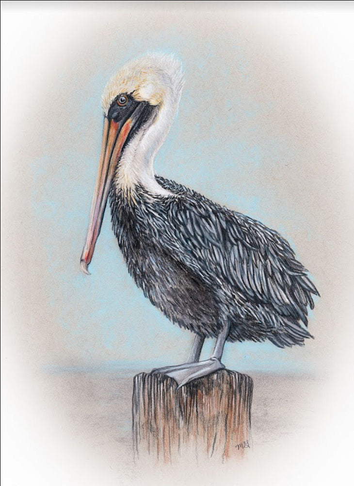 Pelican