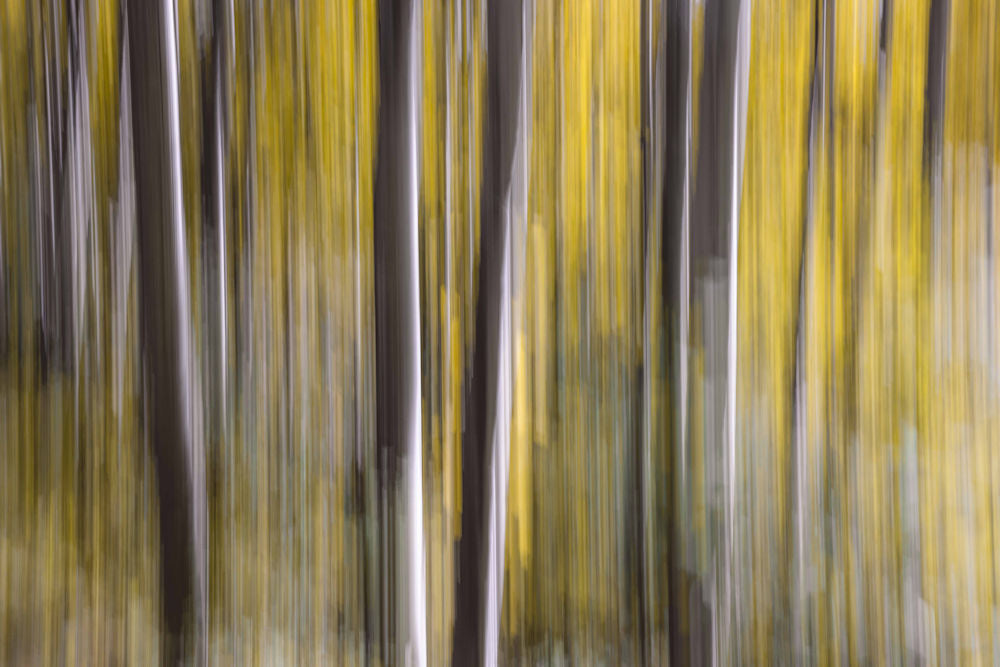 Birch Tree Abstract