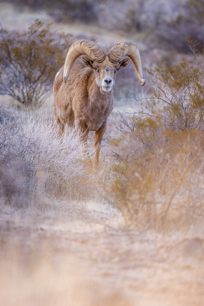 Curious Ram