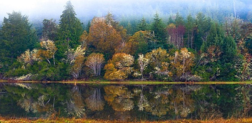 Forest Reflections
