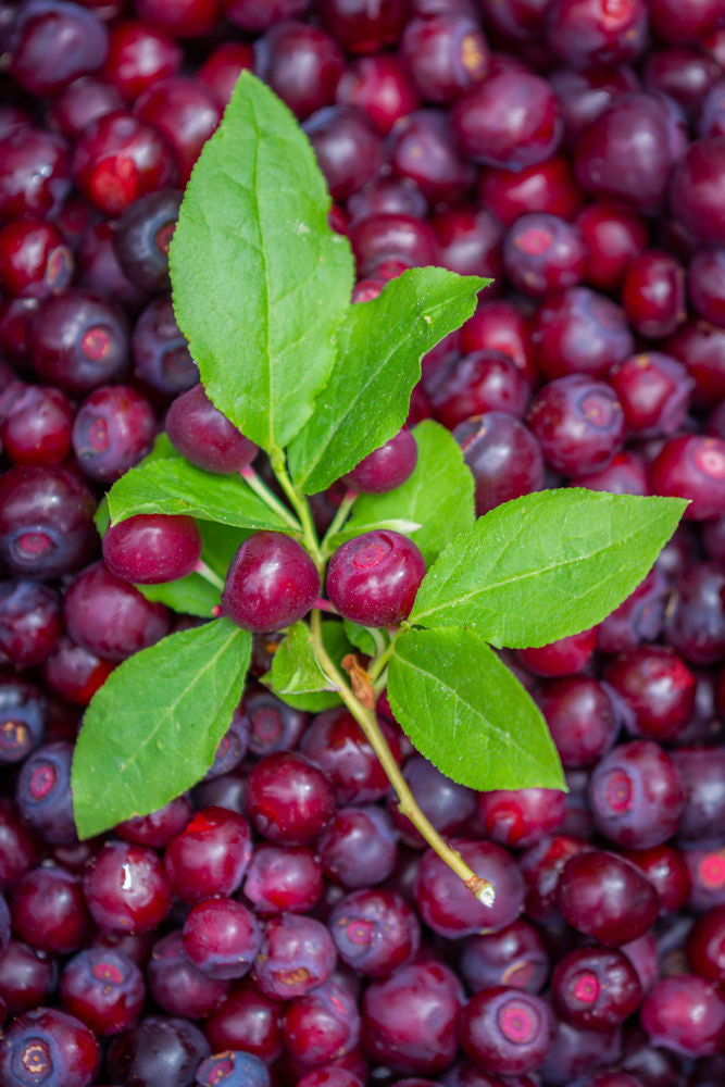 Huckleberries