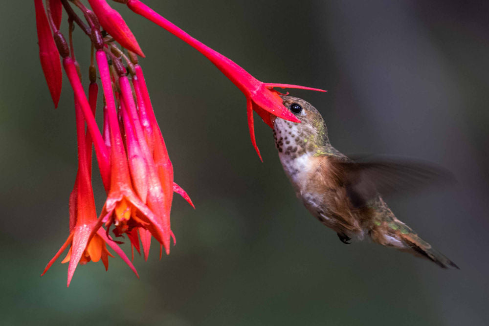 Hummingbird Feeding from Flower