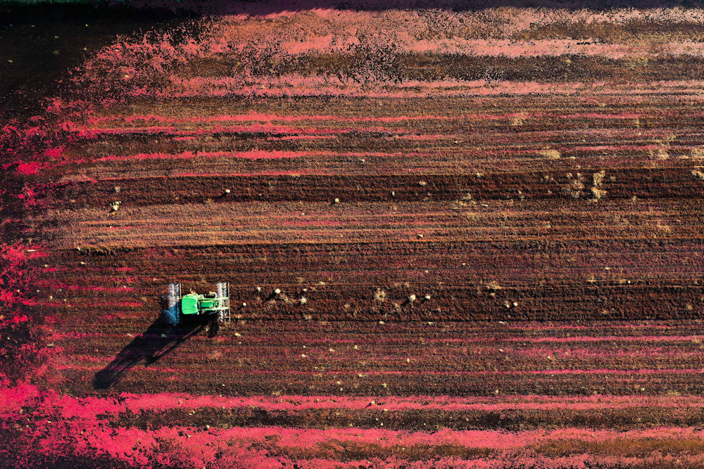 Oregon Cranberry Harvest