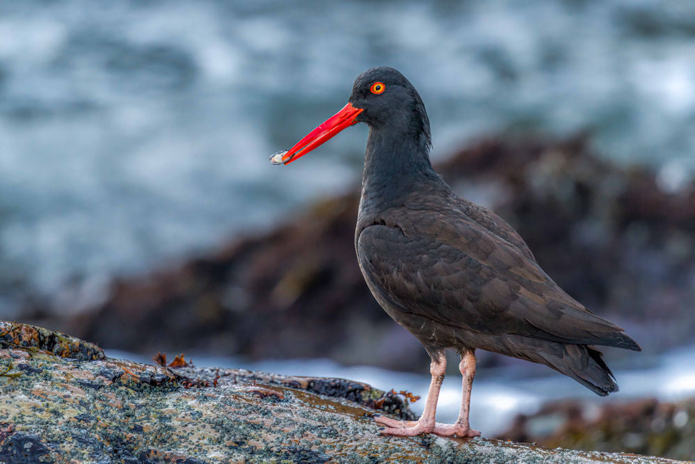Oyster Catcher with a Snack