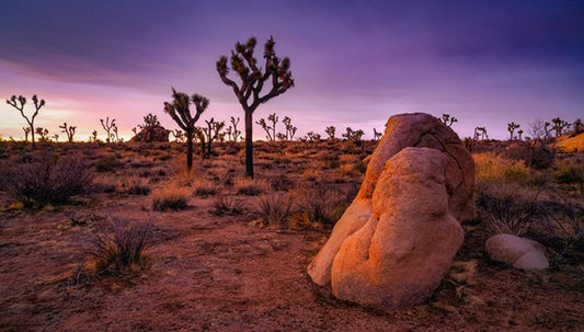 Pink Sunset Over Joshua Trees