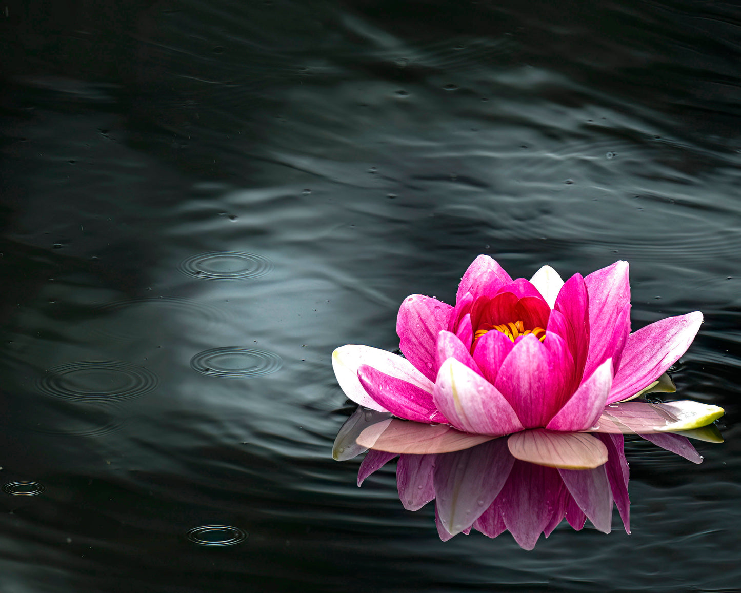 Water Lily in the Rain